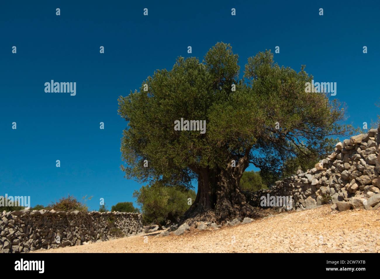 Olivengärten von LUN mit Tausenden Jahre alten Olivenbäumen, Insel Pag. Einer der ältesten (1600 Jahre alten) Olivenbäume in LUN, Insel Pag, Kroatien Stockfoto