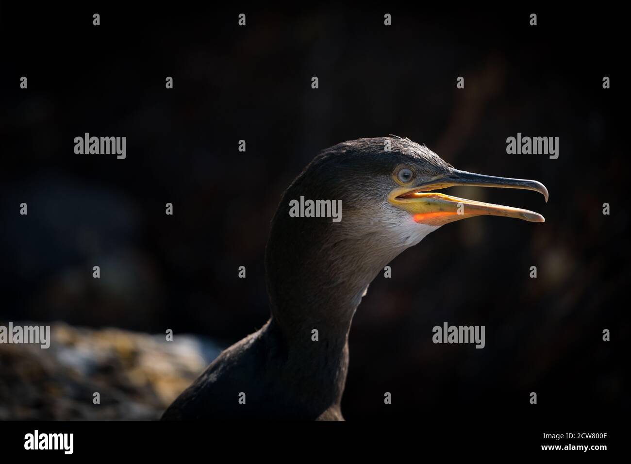 RUNDE, NORWEGEN - 2019. JULI. Europäischer Shag mit Blick auf das Meer. Stockfoto