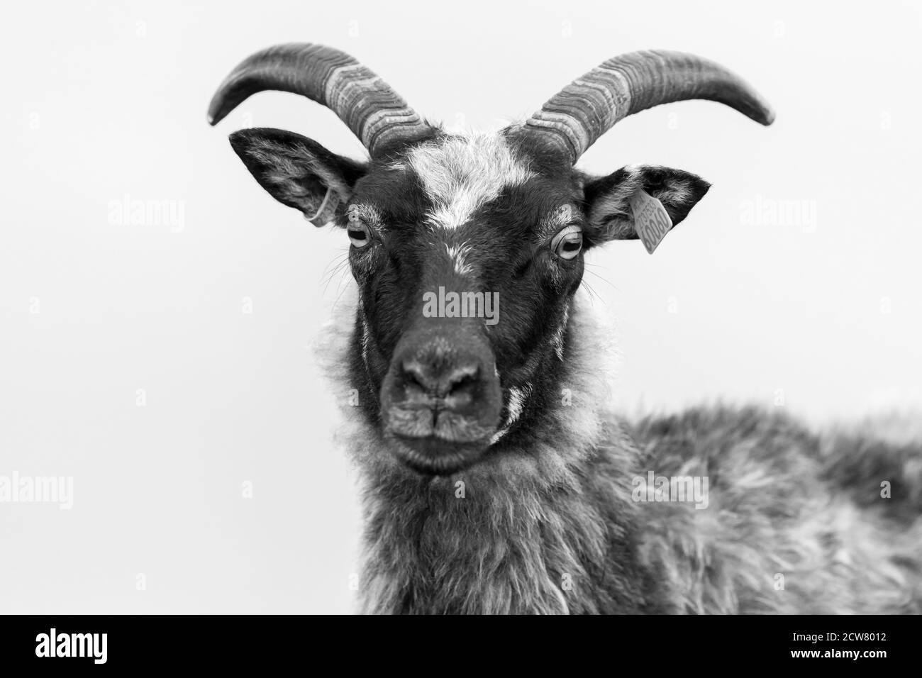 RUNDE, NORWEGEN - 2019. JUNI. Männliche Schafe Vorderansicht Portrait bei Runde. Stockfoto