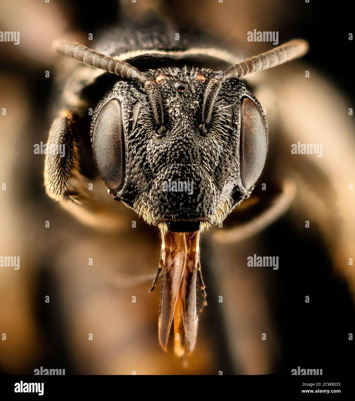 Pseudopanurgus rugosus, f, Face, Botetourt Co., VA 2018-06-20-21.25.02 ZS Pmax UDR Stockfoto