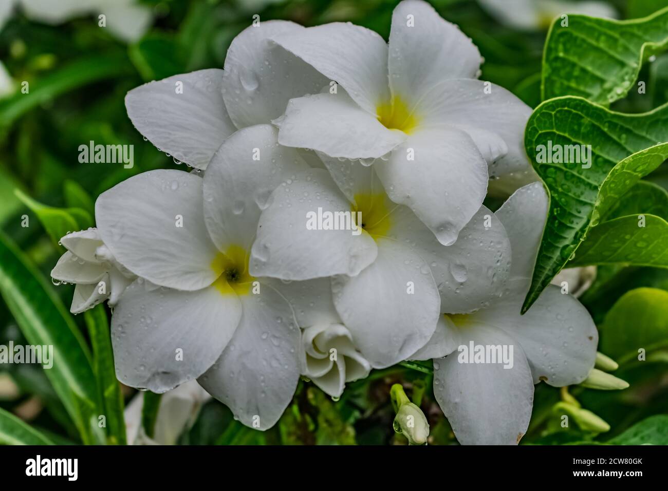 Ganz in der Nähe über white Plumeria Bäumen mit weißen Blumen suchen awesome in einem Garten. Stockfoto