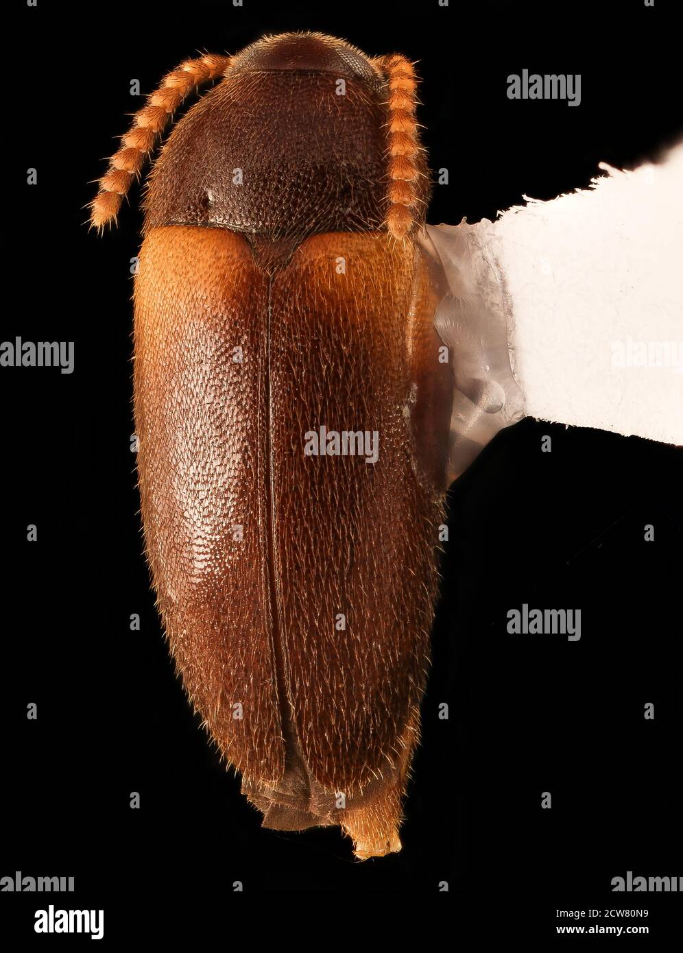 Eine Nahaufnahme eines Hallomenus scapularis-Käfers, aufgenommen am 10. Juli 2018 beim Turkey Run in Fairfax County, Virginia. Das Bild wurde mit einer Canon Kamera aufgenommen und zeigt detaillierte Insektentaxonomie. Stockfoto