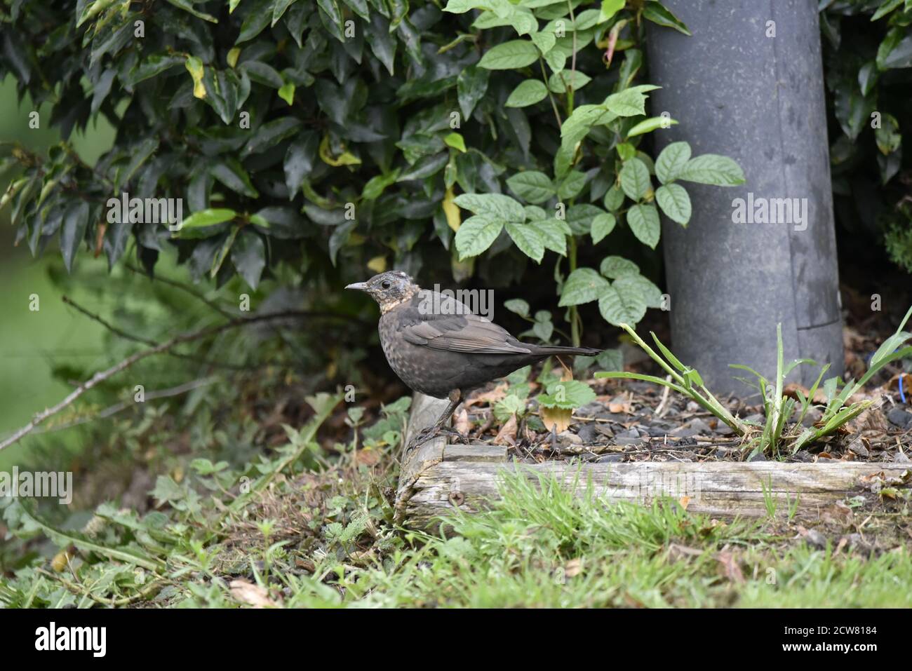 Jungvogel (Turdus merula) Im September in Mid Wales auf dem Boden stehend Stockfoto