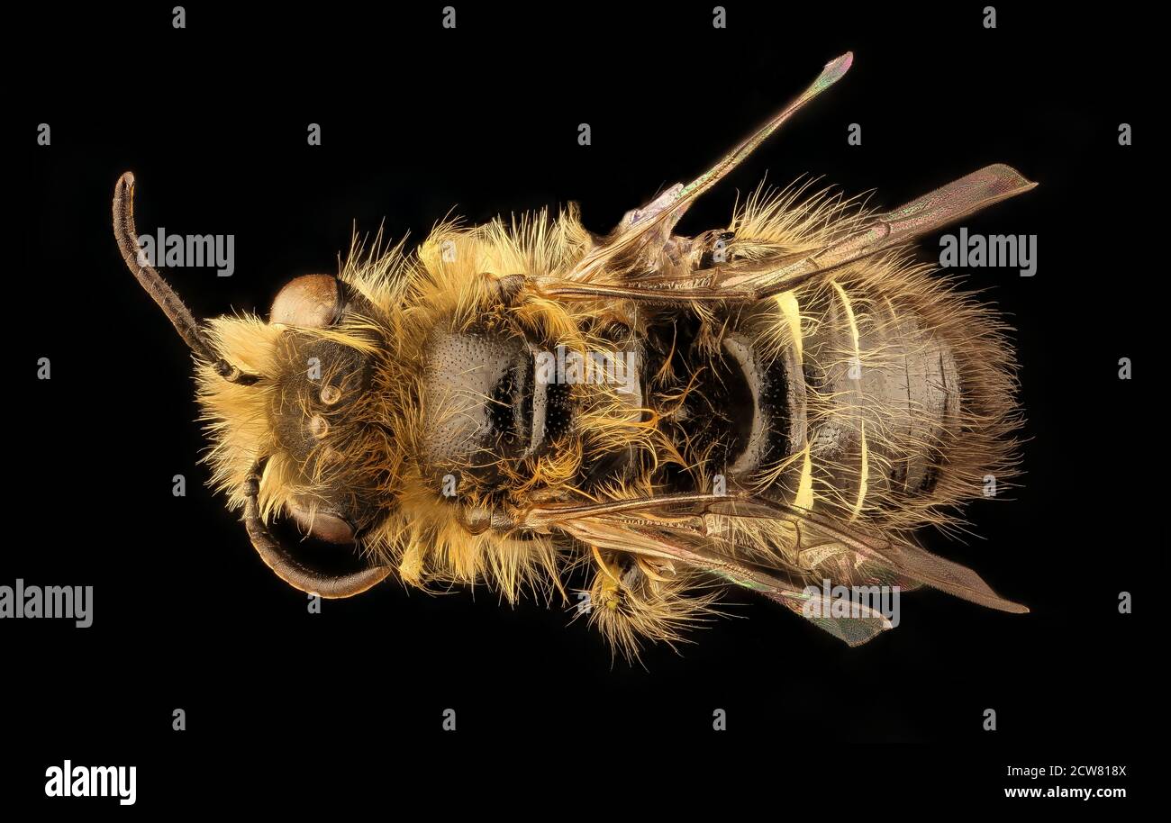 Am 13. Juli 2018 wurde eine Callliopsis trifasciata-Biene im Gebiet westlich von Los Puquitos in Chile fotografiert, die ihr unverwechselbares Aussehen im Rahmen eines Bieneninventar- und Überwachungsprojekts zeigte. Stockfoto