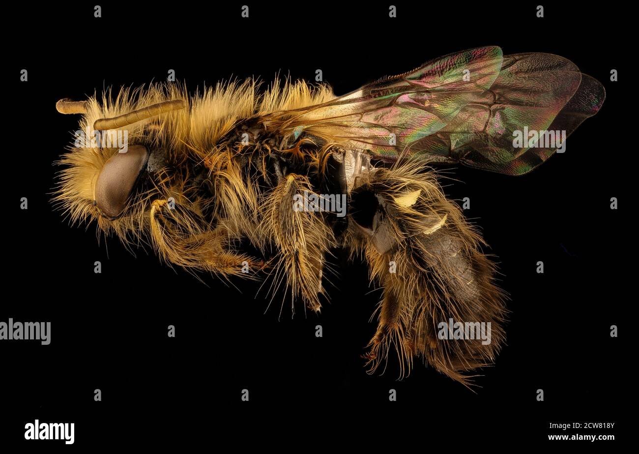 Callliopsis trifasciata, m, links, westlich von Los Puquitos, Chile 2018-07-13-23.11 Stockfoto