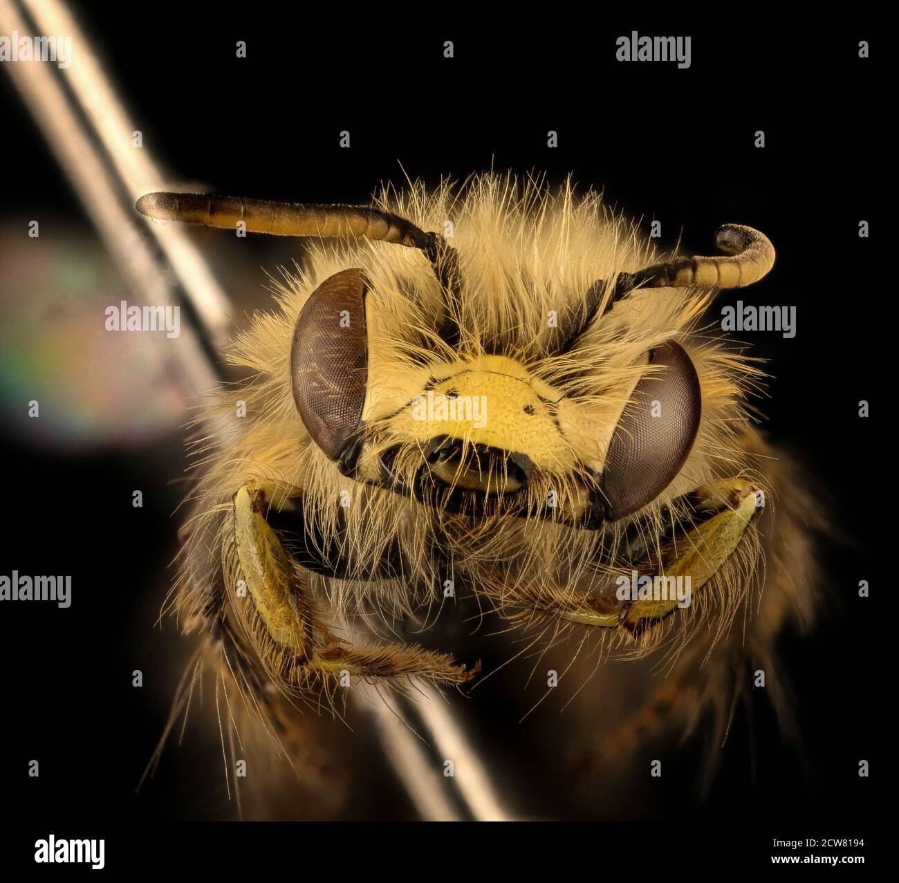 Dieses Bild zeigt die Callliopsis trifasciata-Art, die am 13. Juli 2018 in der Gesichtsregion westlich von Los Puquitos, Chile, beobachtet wurde. Callliopsis trifasciata ist eine Art, die für ihre auffälligen Merkmale bekannt ist und oft in bestimmten ökologischen Zonen in Chile vorkommt. Stockfoto