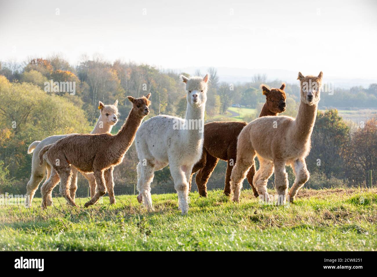 Eine Alpaka-Farm in Warwickshire, Großbritannien Stockfoto