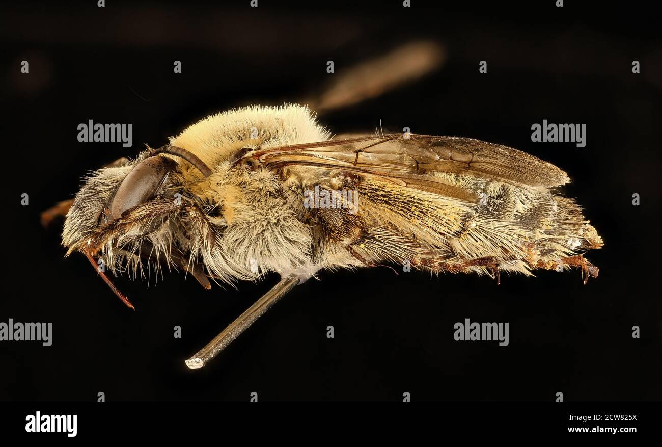 Anthophora occidentalis, f, left, Pennington Co., SD 2018-08-10-14.09.08 ZS Pmax UDR Stockfoto