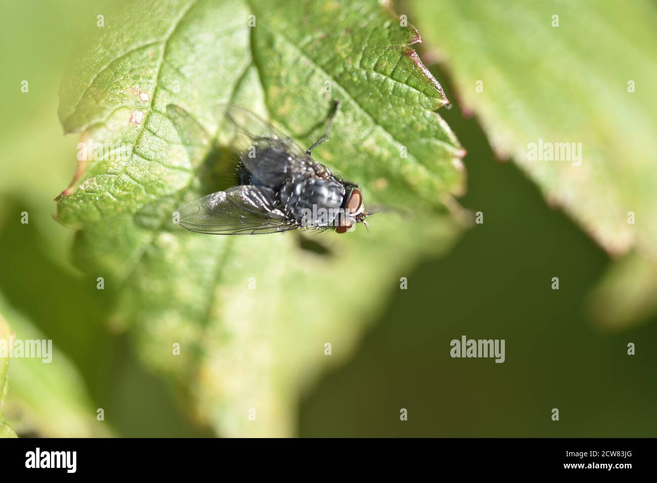 Blaue Flasche Fliegen (Calliphora vomitoria) Auf einem sonnigen Blatt in einem Garten in Staffordshire in Anfang Herbst Stockfoto