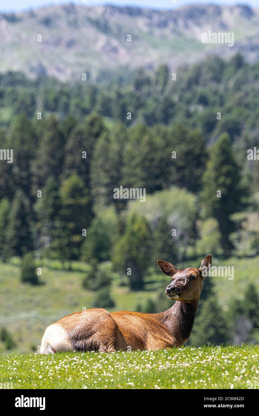 Weibliche Elche (Cervus canadensis) vor Fort Yellowstone, Yellowstone National Park Stockfoto