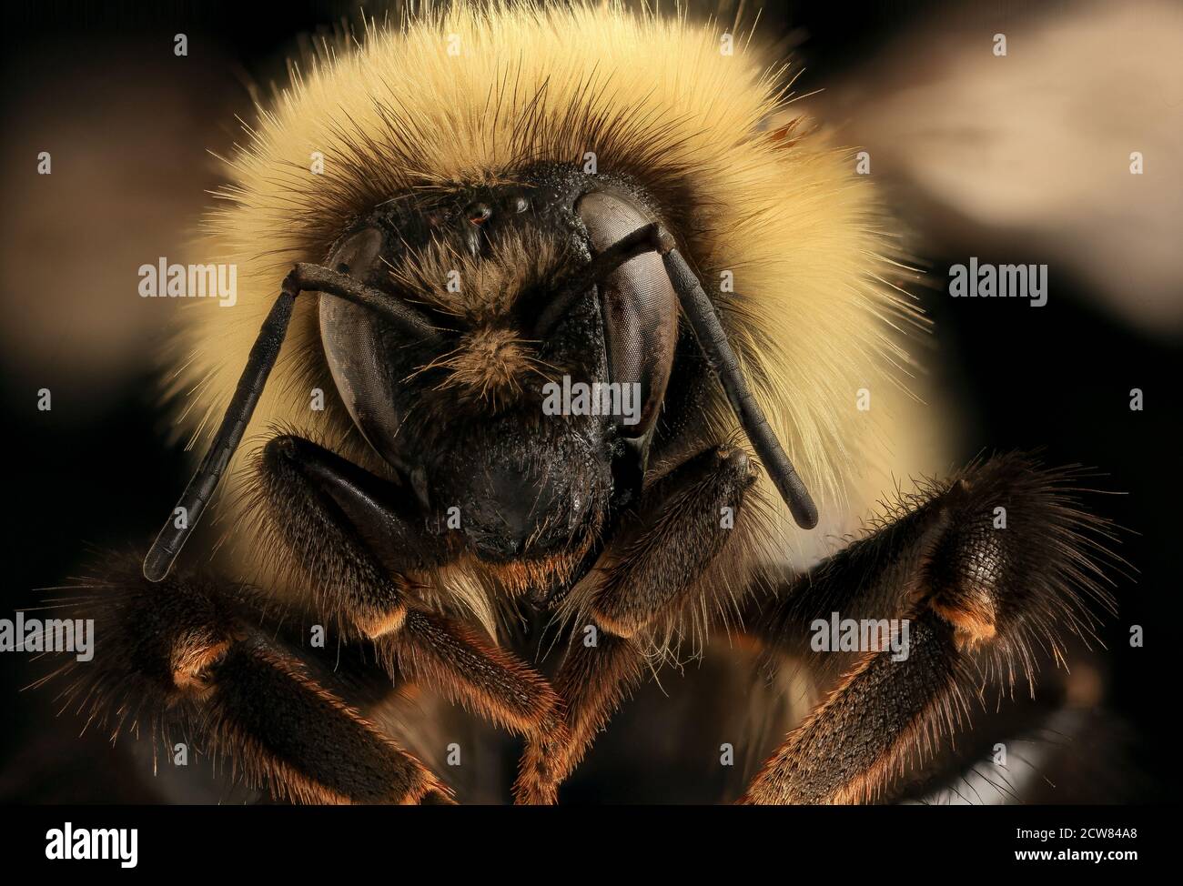 Bombus Sandersoni, f, Face, Giles Co, VA 2019-03-23-13.01.09 ZS Pmax UDR Stockfoto