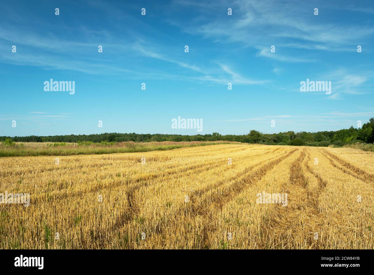 Radspuren auf Stoppeln, Wald am Horizont und blauer Himmel Stockfoto