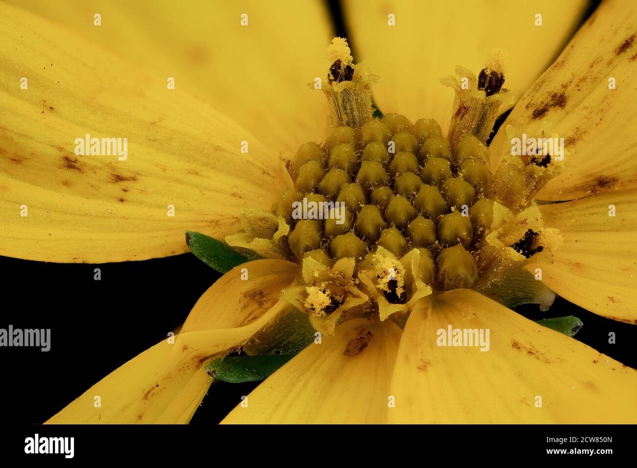 Coreopsis verticillata 3, Whorled tickseed, Howard County, MD, Helen Lowe Metzman 2019-10-23-14.20.45 ZS Pmax UDR Stockfoto