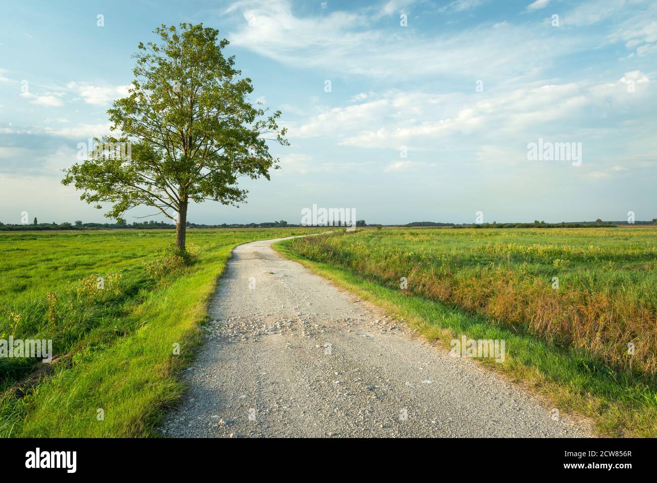 Einsamer grüner Baum auf einer unbefestigten Straße Stockfoto