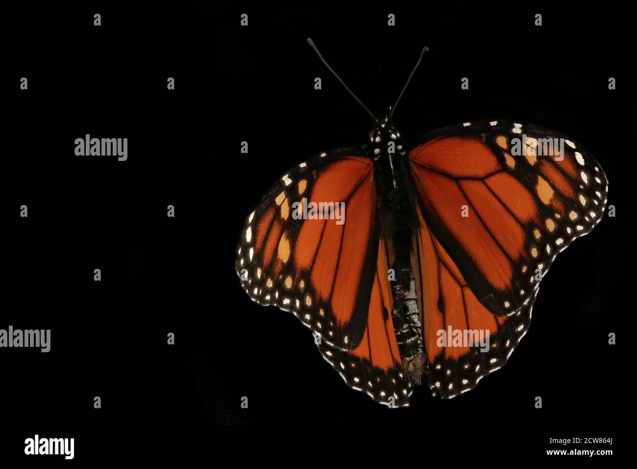 Monarchback 2019-08-11-12.38.41 ZS Pmax UDR Stockfoto