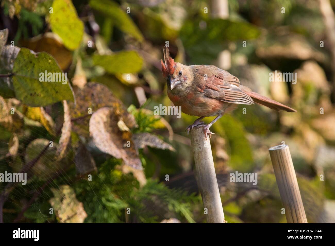 Juveniler Nordkardinal (Cardinalis cardinalis) Stockfoto