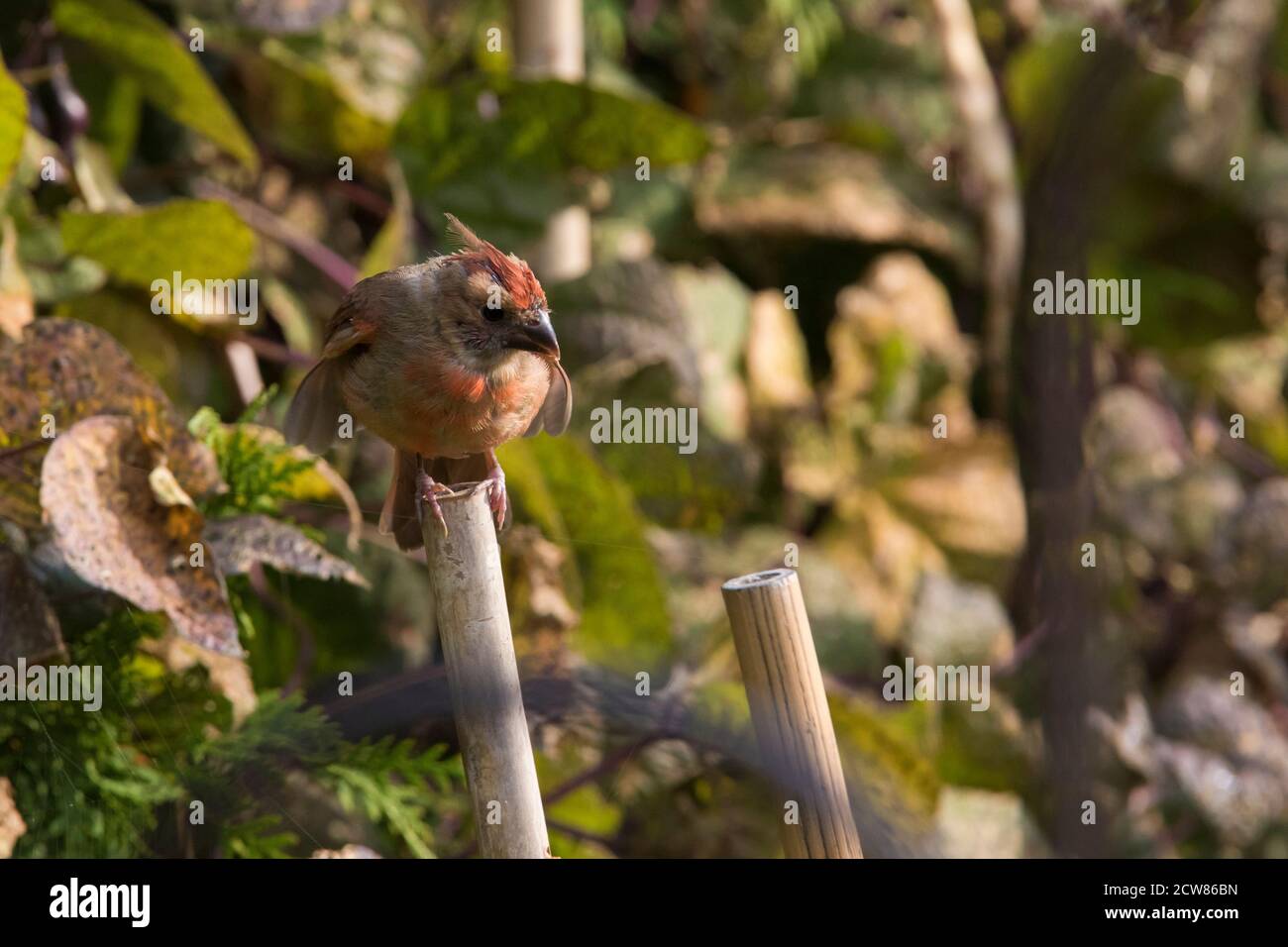 Juveniler Nordkardinal (Cardinalis cardinalis) Stockfoto