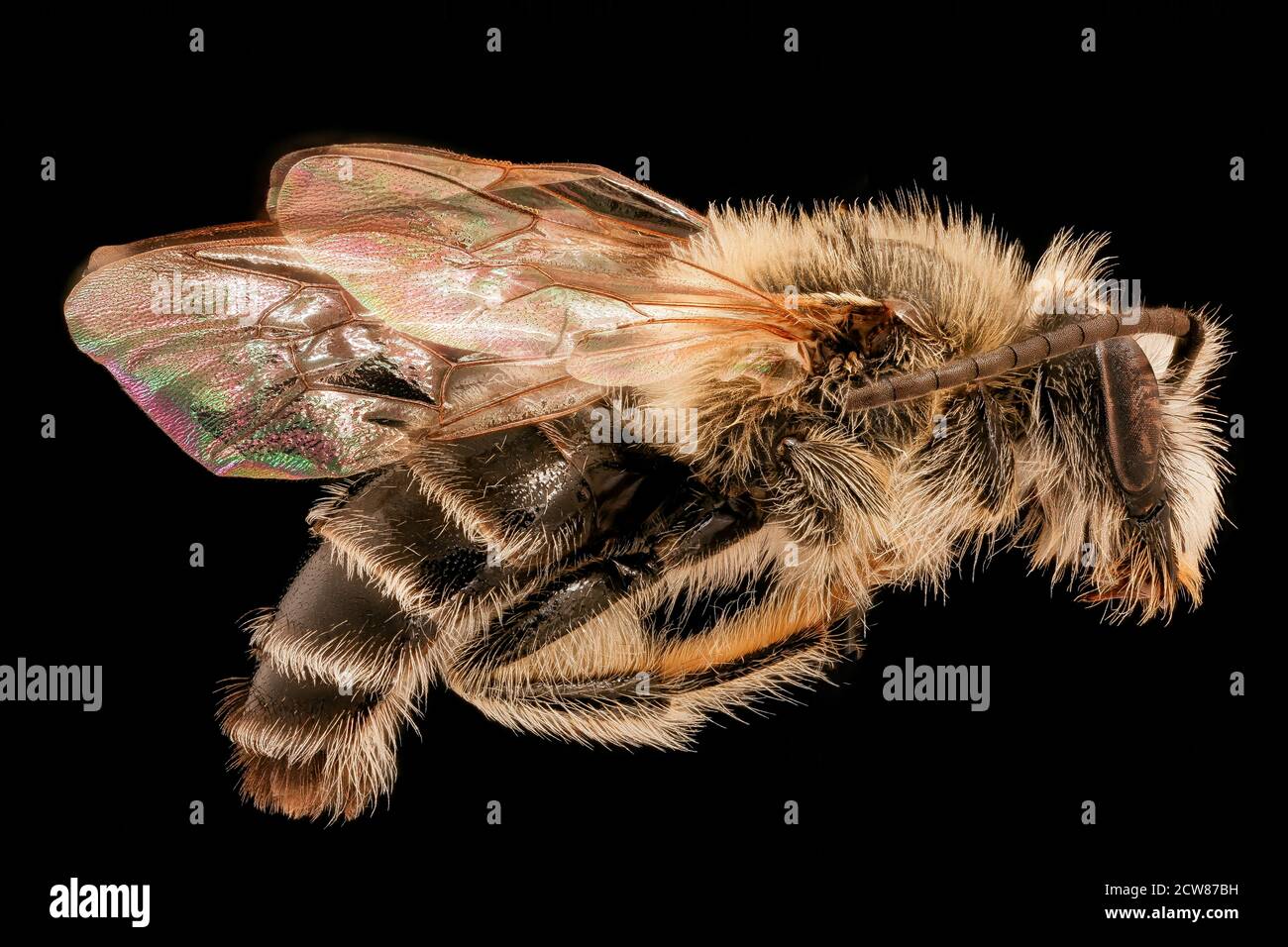 Dieses Bild, aufgenommen am 21. Oktober 2019, zeigt die Melitta Eickworti-Biene, eine Bestäuberart, während eines Inventar- und Überwachungsprojekts in Rockingham, VA. Die Forschung wurde von Entomologen des Patuxent Wildlife Research Center des U.S. Geological Survey durchgeführt. Stockfoto