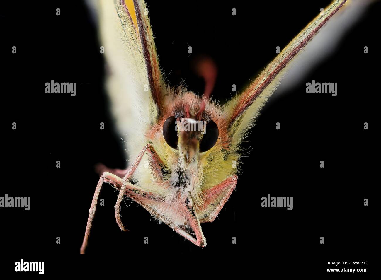 Dieses Bild zeigt einen Orangen-Schwefel-Schmetterling (Eurytheme aurinia), der für Inventar- und Überwachungszwecke im Patuxent Research Refuge fotografiert wurde. Der U.S. Geological Survey führte entomologische Untersuchungen durch, die sich auf Bestäuber und einheimische Arten konzentrierten. Stockfoto