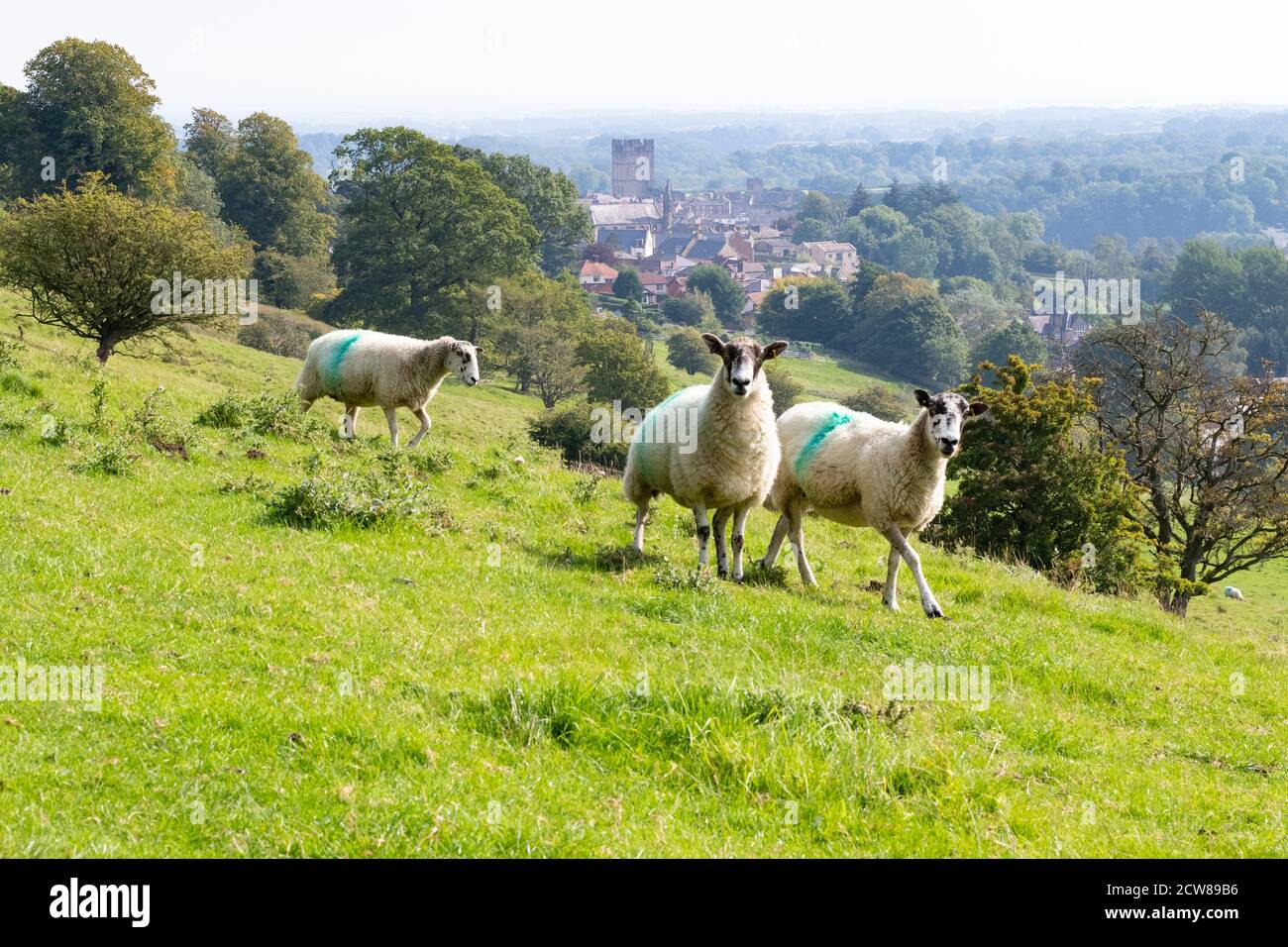 Schafe weiden auf Feldern mit Blick auf Richmond, North Yorkshire, England Stockfoto