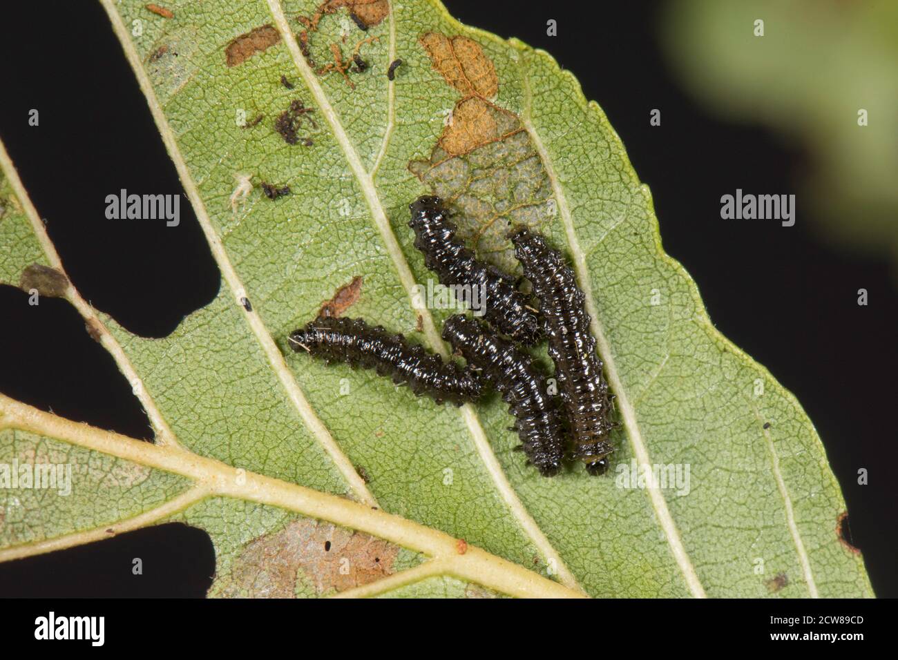 Erlenblattkäfer (Agelastica alni) schwarze Larven und schwere Blattschäden an Erlenbaum (Alnus glutinosa), Berkshire, Juli Stockfoto