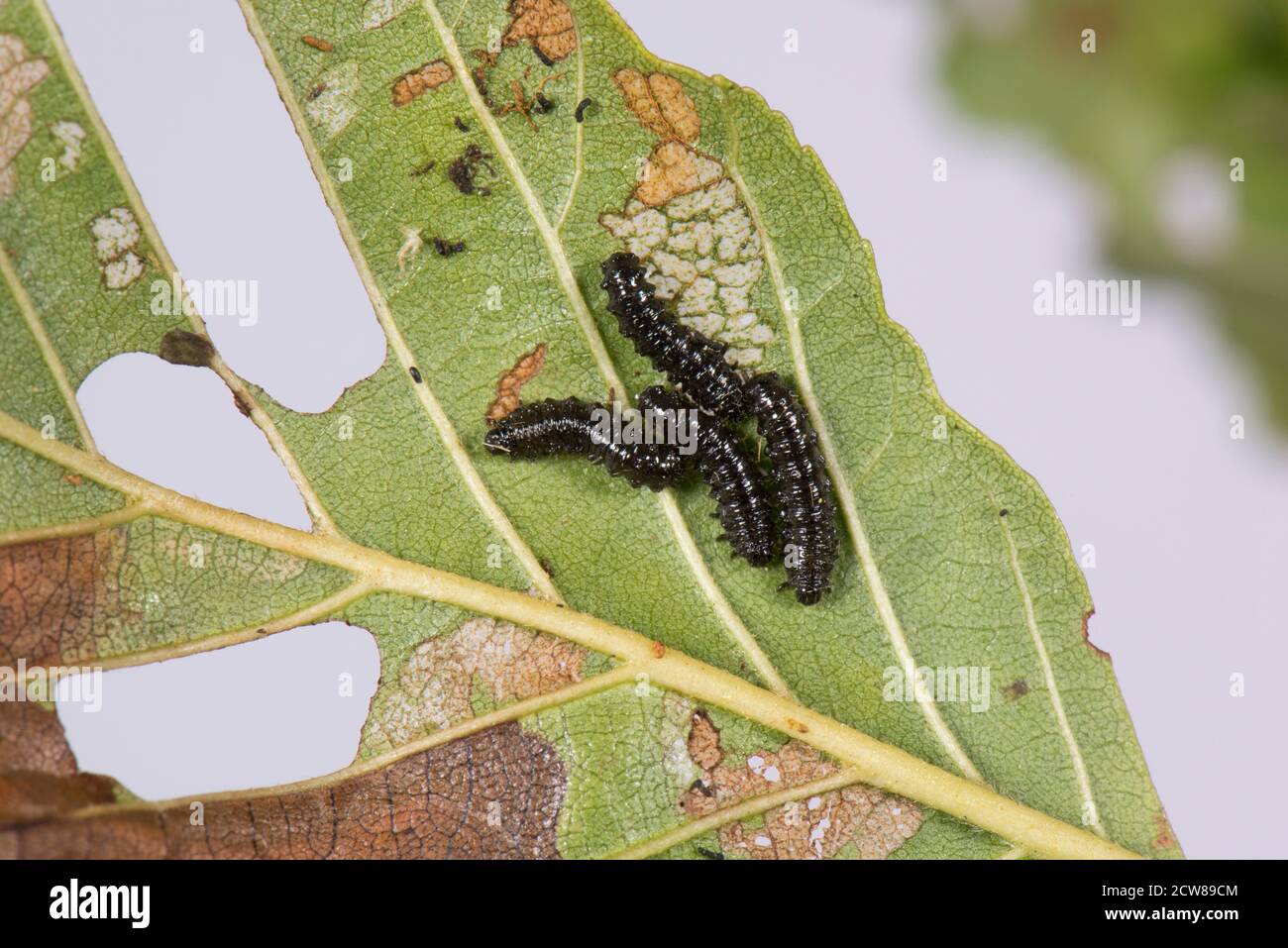 Erlenblattkäfer (Agelastica alni) schwarze Larven und schwere Blattschäden an Erlenbaum (Alnus glutinosa), Berkshire, Juli Stockfoto