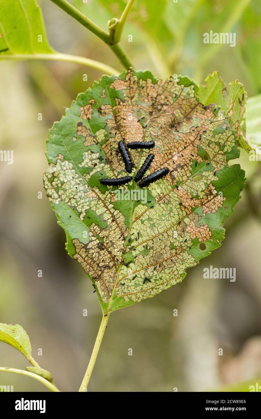 Erlenblattkäfer (Agelastica alni) schwarze Larven und schwere Blattschäden an Erlenbaum (Alnus glutinosa), Berkshire, Juli Stockfoto