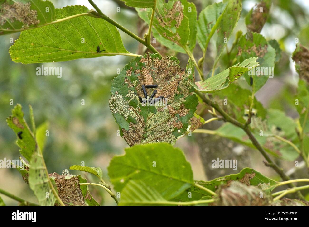 Erlenblattkäfer (Agelastica alni) schwarze Larven und schwere Blattschäden an Erlenbaum (Alnus glutinosa), Berkshire, Juli Stockfoto