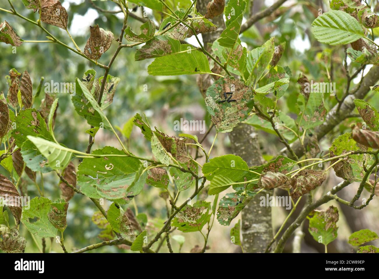 Erlenblattkäfer (Agelastica alni) schwarze Larven und schwere Blattschäden an Erlenbaum (Alnus glutinosa), Berkshire, Juli Stockfoto