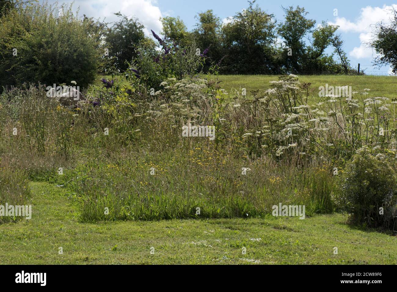 Bereiche des Gartens erlaubt, ungestört zu wachsen, um Wildtiere und Wildblumen im Hochsommer zu fördern. Schutzhütten für Wirbellose; Raubtiere für biologische Stockfoto