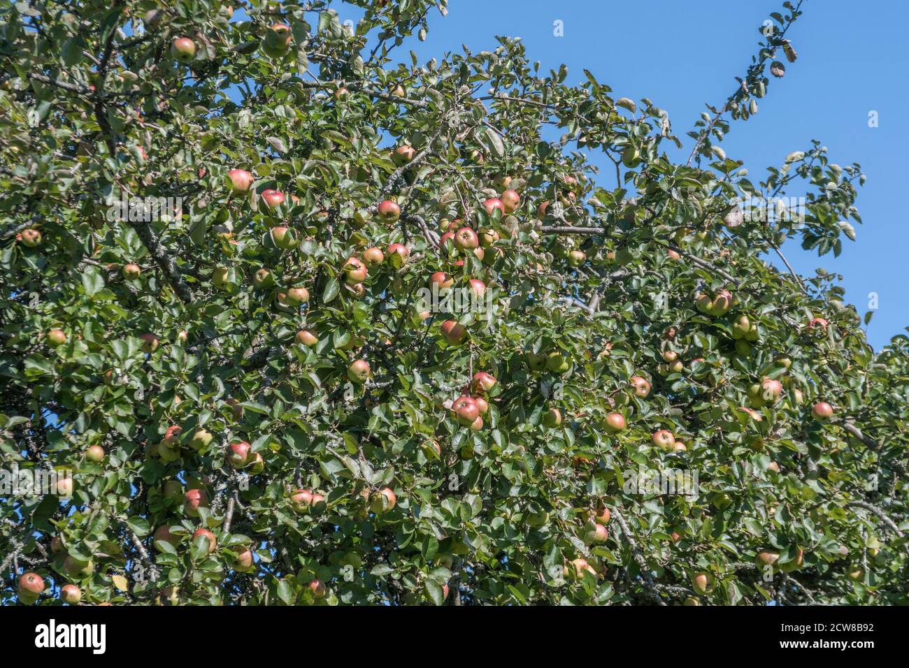 Reife rote Äpfel in einem Obstgarten an einem sonnigen Herbsttag. Für UK Apple Growers, UK Obstbau, Apfelanbau, Apfelernte UK. Stockfoto