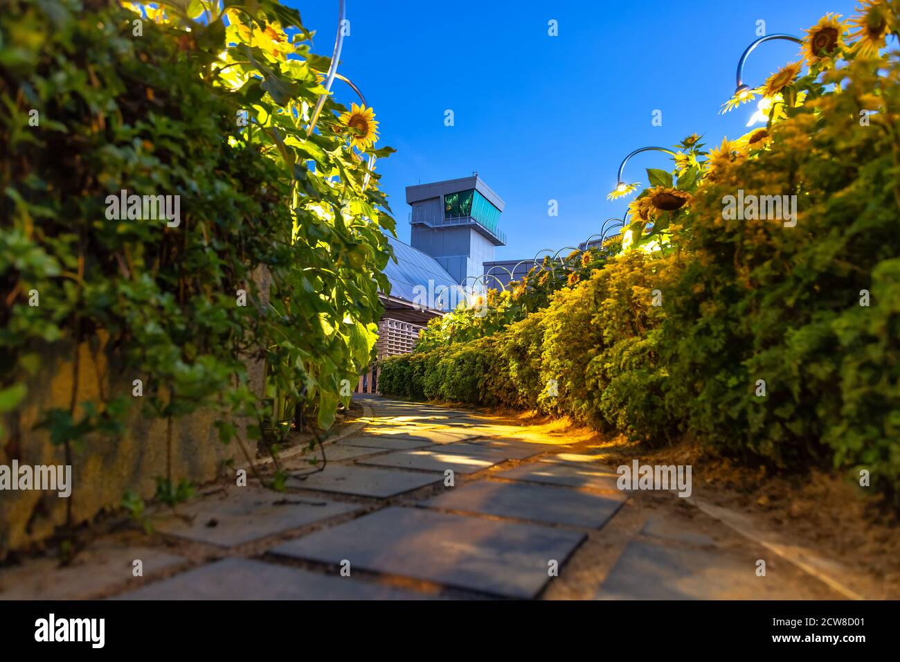Der Weg zum Aussichtsturm des Flughafens. Die Straße durch den Garten mit Sonnenblumen Stockfoto