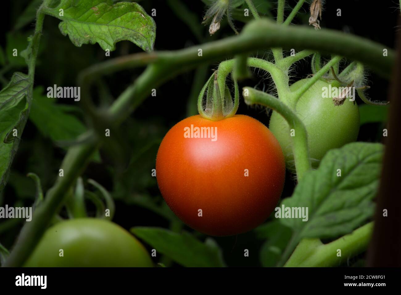 5 - Teleperspektive einer einzelnen reifen roten Tomate. Hängt zwischen dichtem Laub und grünen Blättern einer natürlichen Tomatenpflanze. Farbe Pop, Kopierbereich Stockfoto