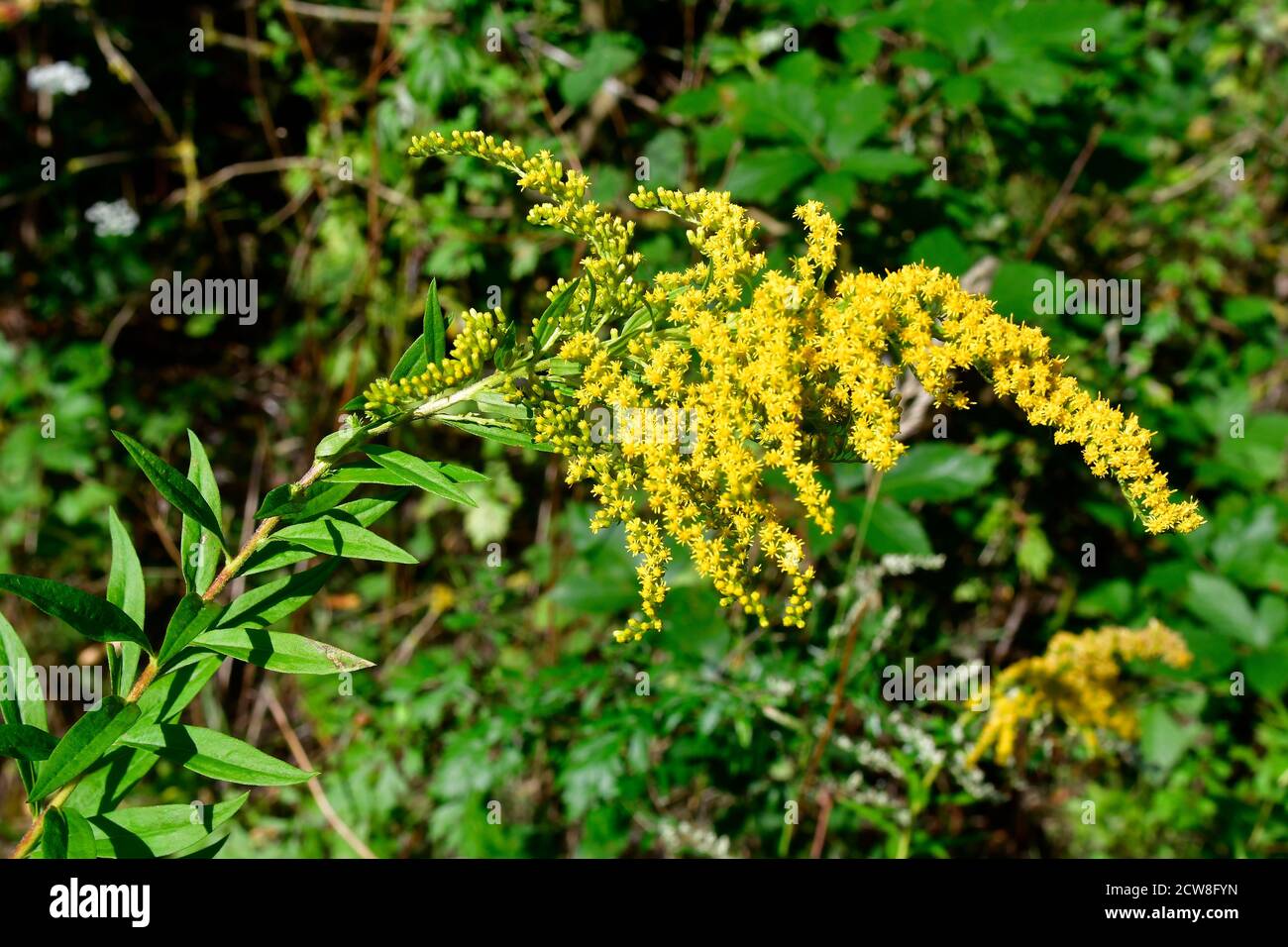 Botanik, Kanadischer Goldrut Stockfoto