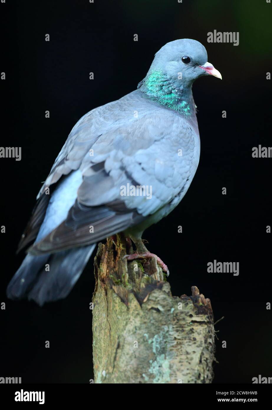 Stocktaube (Columba oenas) mit unterbelichteten Hintergrund. Hochsitzend mit Ganzkörpergefieder, August 2020. Stockfoto