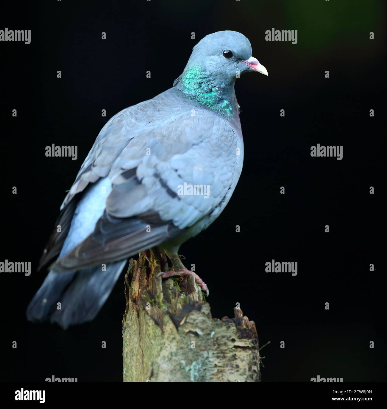 Stocktaube (Columba oenas) mit unterbelichteten Hintergrund. Hochsitzend mit Ganzkörpergefieder, August 2020. Stockfoto