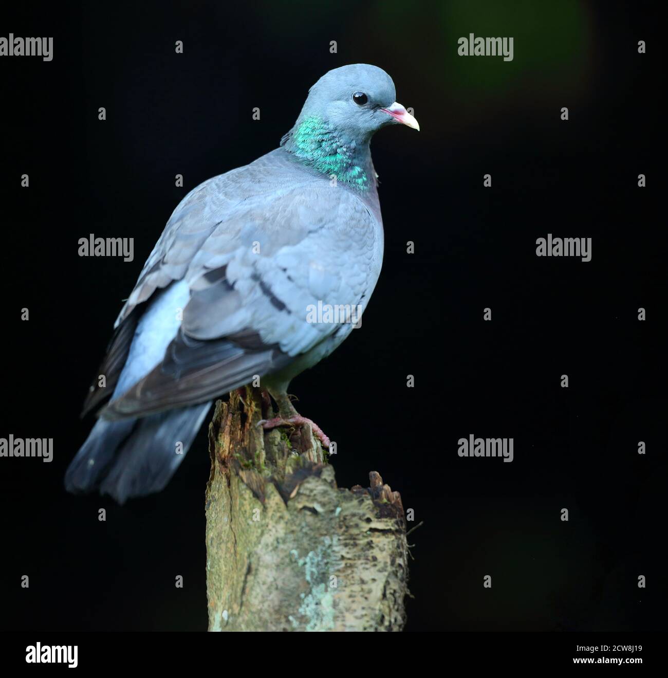 Stocktaube (Columba oenas) mit unterbelichteten Hintergrund. Hochsitzend mit Ganzkörpergefieder, August 2020. Stockfoto