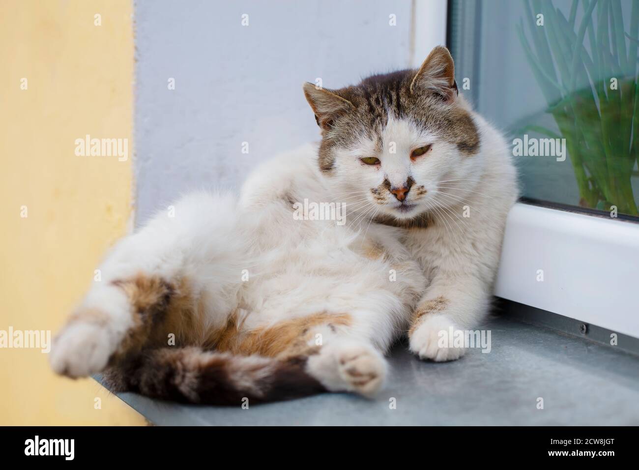 Eine alte Straßenkatze sitzt auf der Fensterbank. Stockfoto