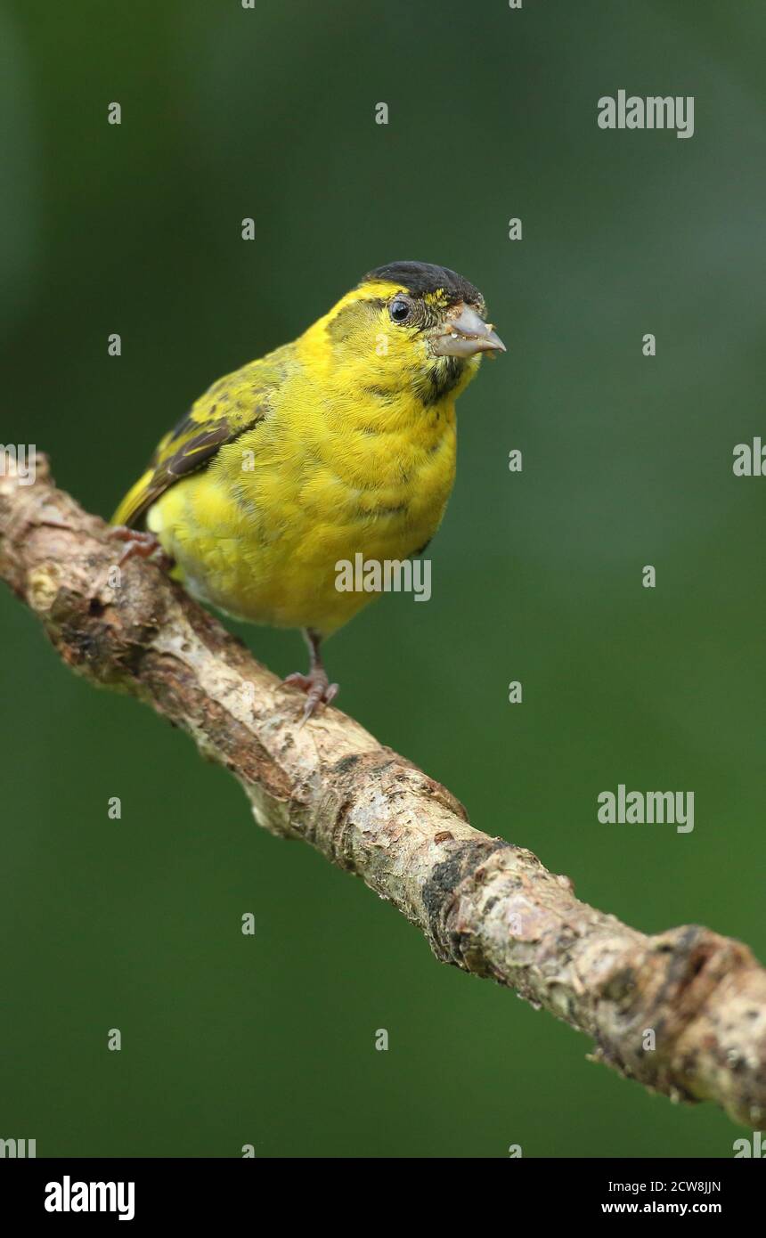 Erwachsene männliche eurasische Siskin (Carduelis spinus) in Wäldern thront. Wales, August 2020. Stockfoto