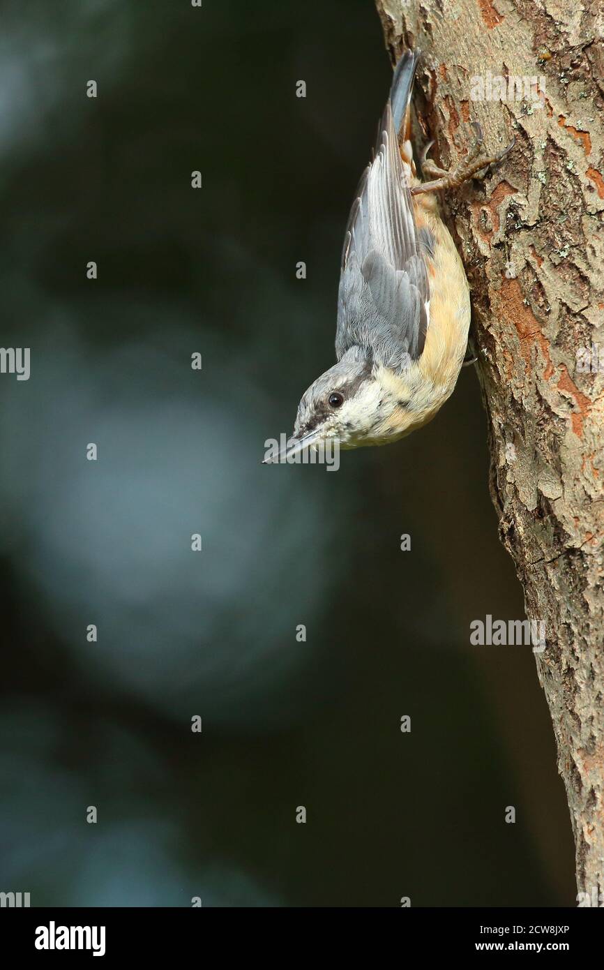 Eurasischer Nuthatch (Sitta Europaea) Stockfoto