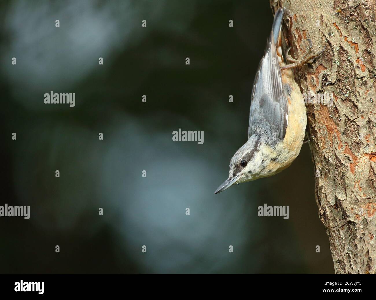 Eurasischer Nuthatch (Sitta Europaea) Stockfoto