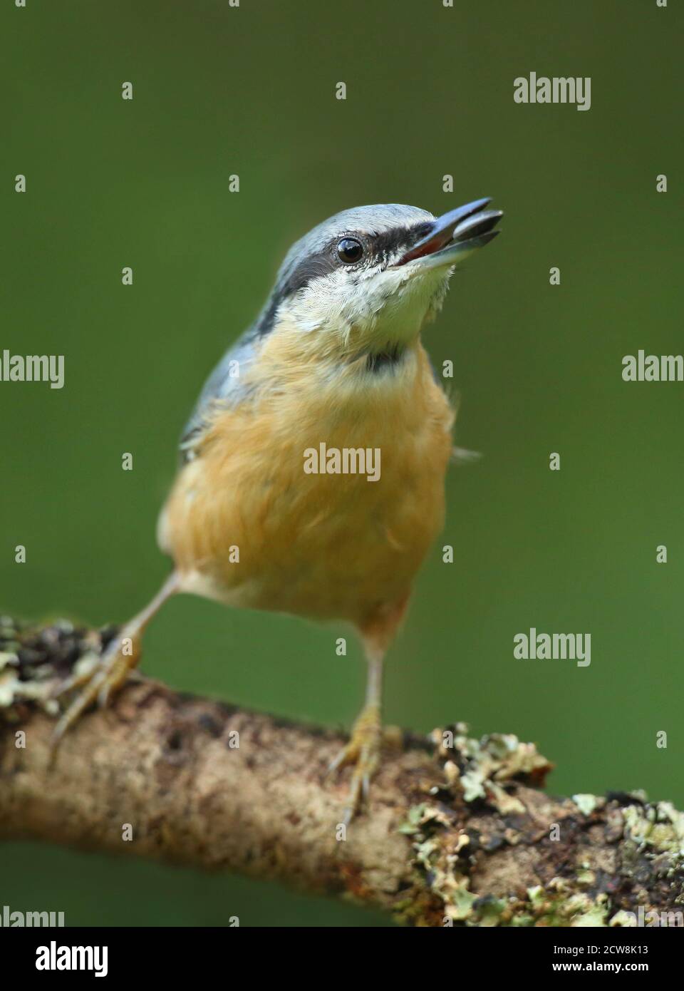 Eurasischer Nuthatch (Sitta Europaea) Stockfoto