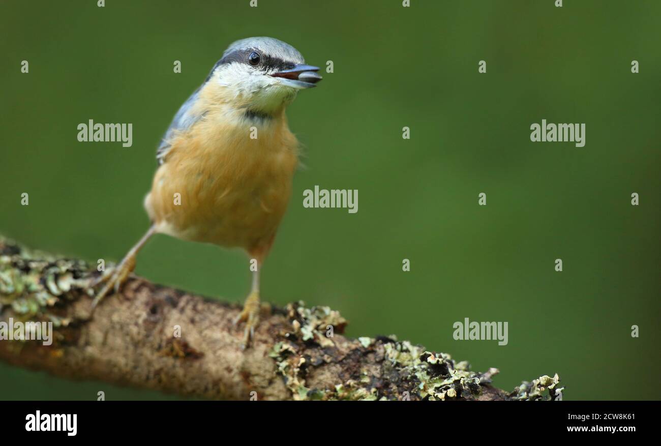 Eurasischer Nuthatch (Sitta Europaea) Stockfoto