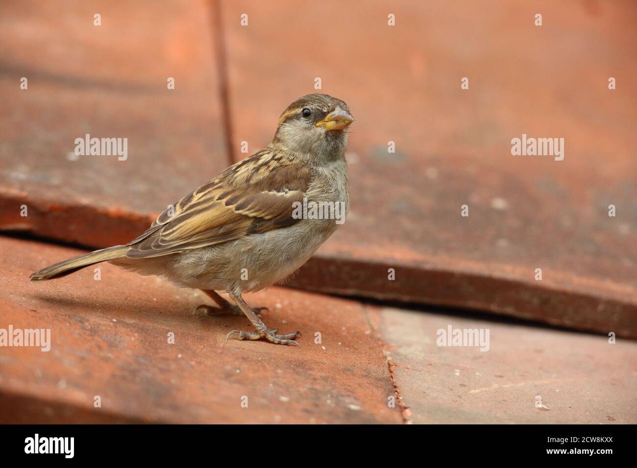 Weiblicher Haussparrow (Passer domesticus) auf Lehmdachziegeln. Aufgenommen Im August 2020. Stockfoto