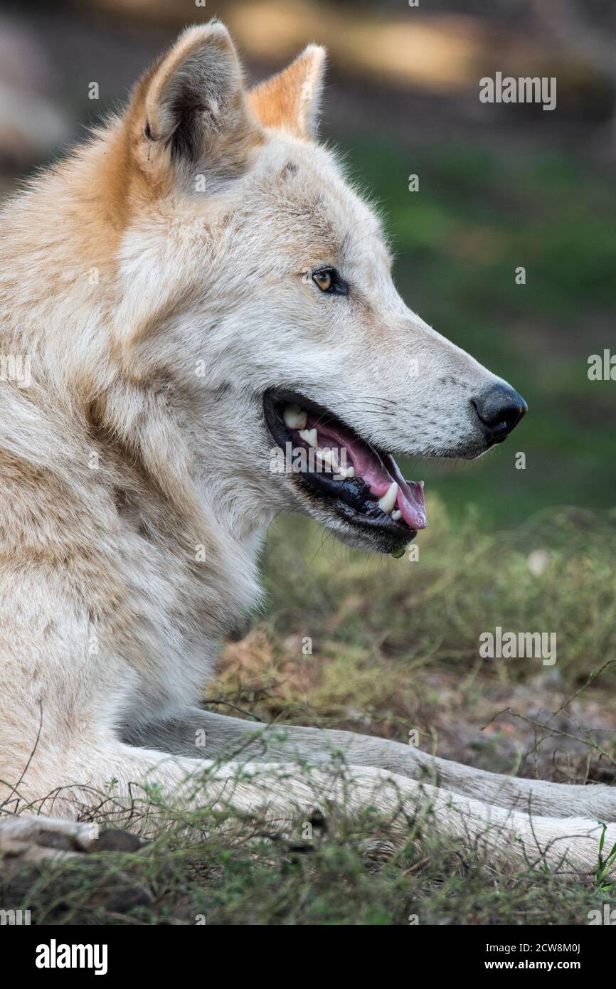 Nordwest Wolf / Mackenzie Valley Wolf (Canis lupus occidentalis) Unterart des Grauwolf aus dem westlichen Nordamerika, Kanada und Alaska Stockfoto