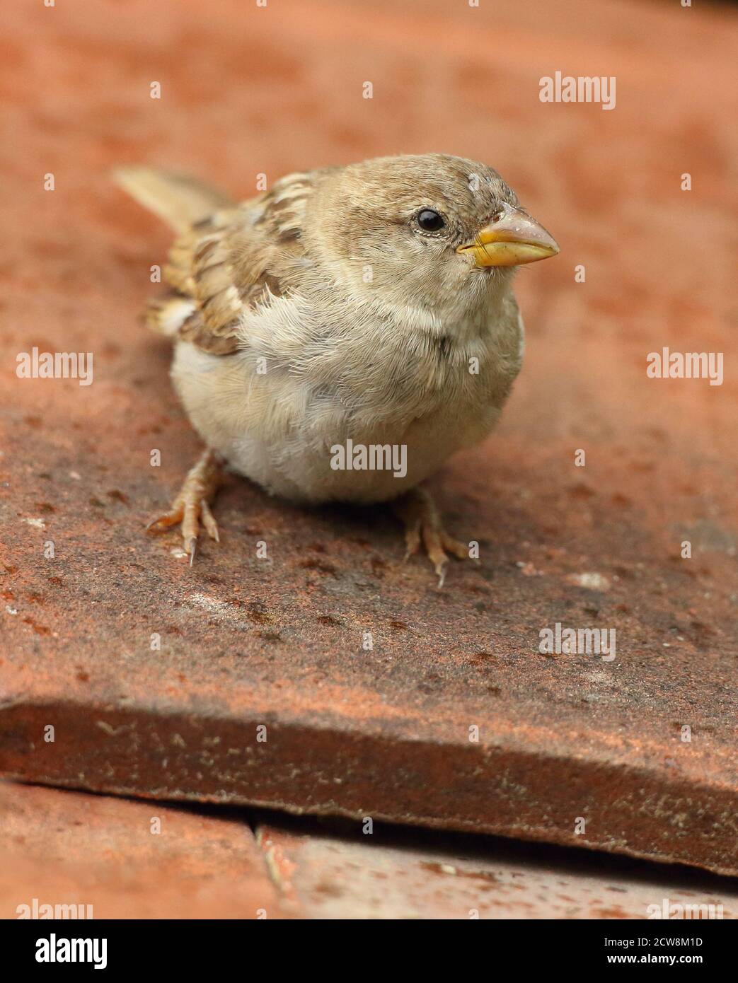 Weiblicher Haussparrow (Passer domesticus) auf Lehmdachziegeln. Aufgenommen Im August 2020. Stockfoto
