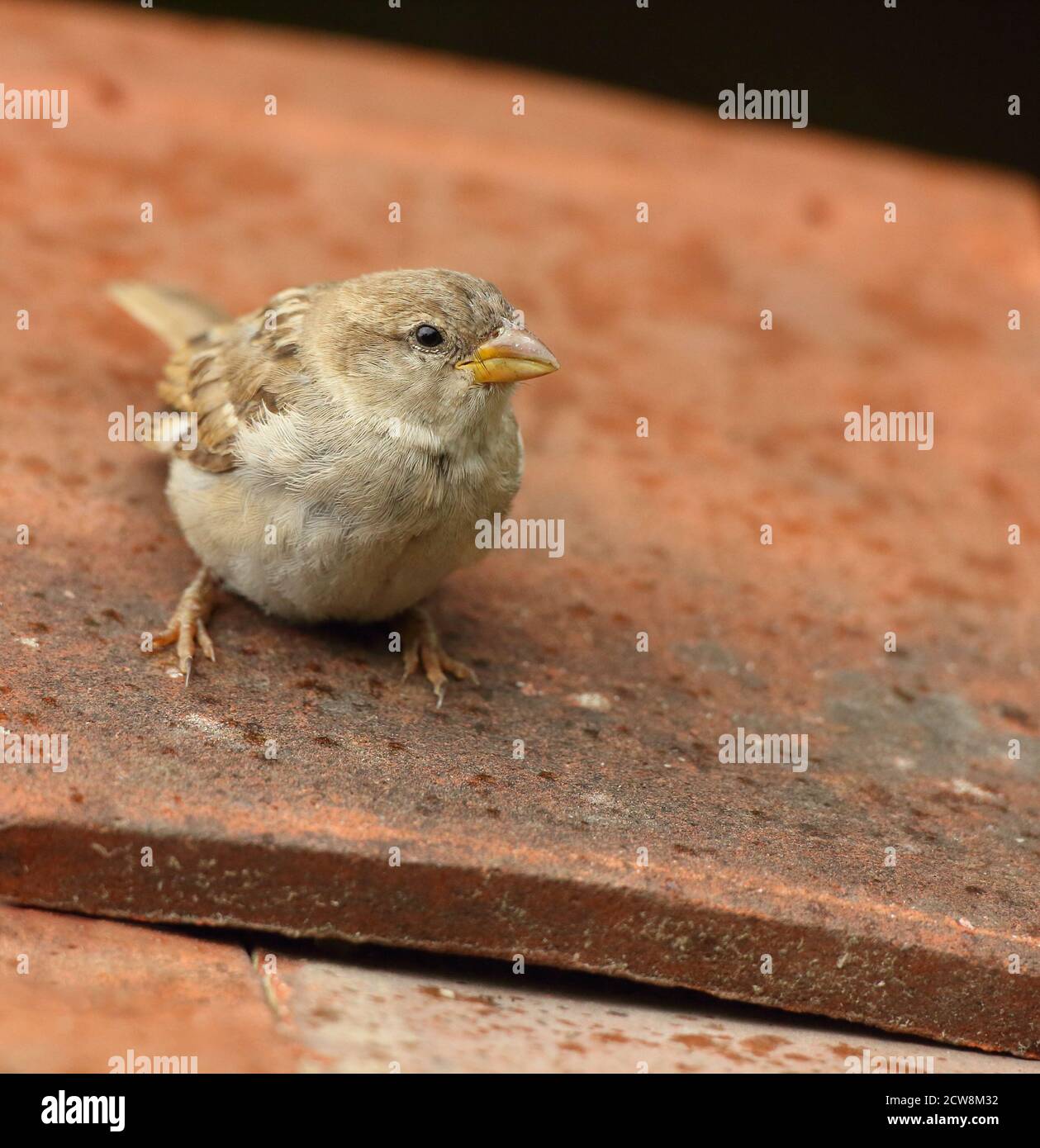 Weiblicher Haussparrow (Passer domesticus) auf Lehmdachziegeln. Aufgenommen Im August 2020. Stockfoto