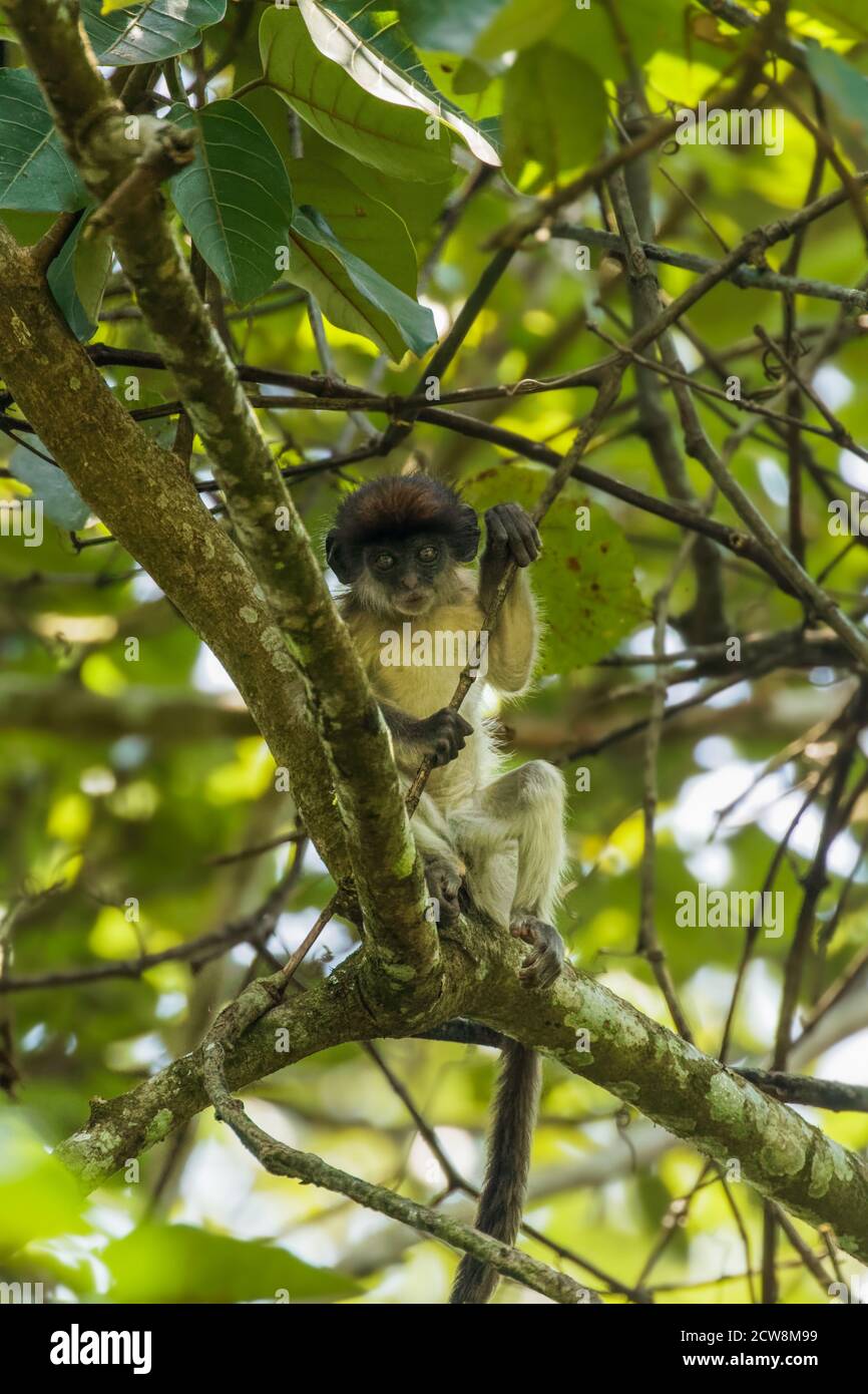 Neugeborener wilder ugandischer roter Kolobusaffe auf einem Zweig, Kibale National Forest, Uganda. Stockfoto