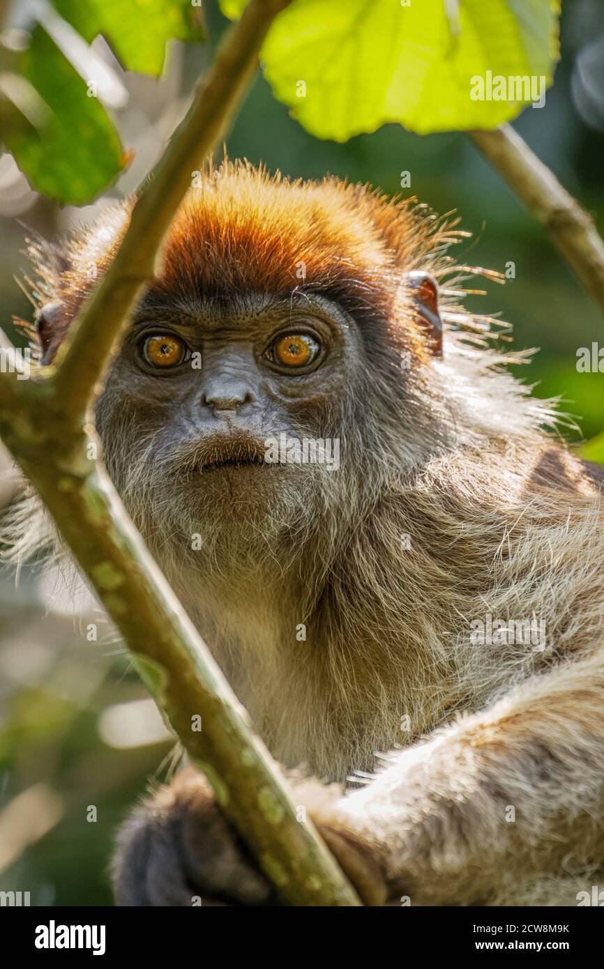 Porträt eines wilden ugandischen roten Kolobusaffen, Kibale National Forest, Uganda. Stockfoto