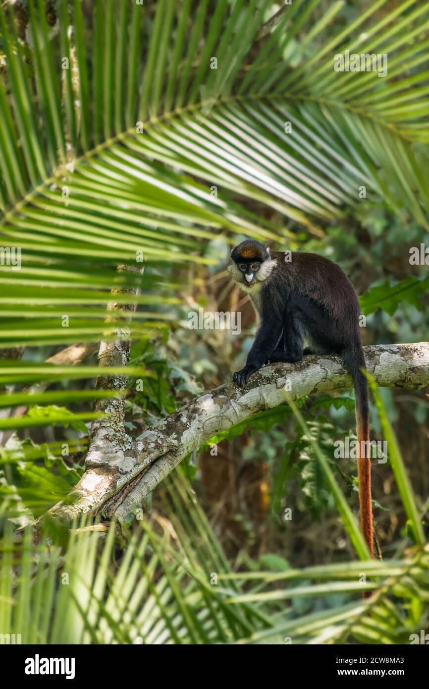 Ein Schmidt's Rotschwanzaffe starrt neugierig aus den Zweigen eines Baumes, wenn die Familientruppe eine Pause macht, Kibale National Forest, Uganda. Stockfoto